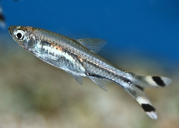 Расбора трёхлинейная (Rasbora trilineata)