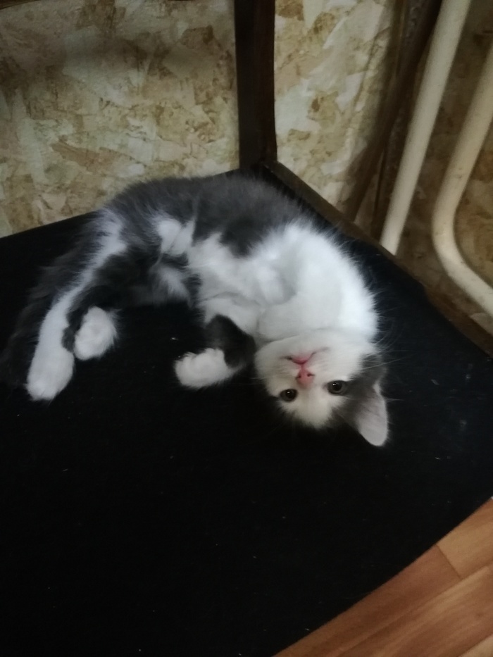 Looking for a home kitty (verse 2) - Moscow, Kittens, Catomafia, In good hands, Good league, Help, Looking for a home, Longpost, cat, Helping animals
