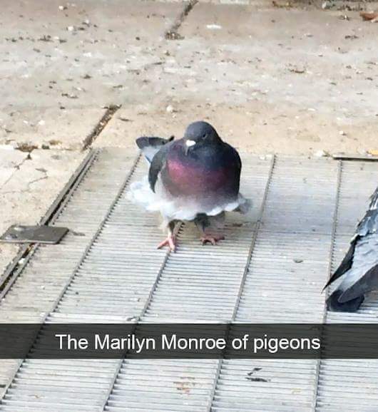 Marilyn Monroe pigeon version - Marilyn Monroe, , Pigeon