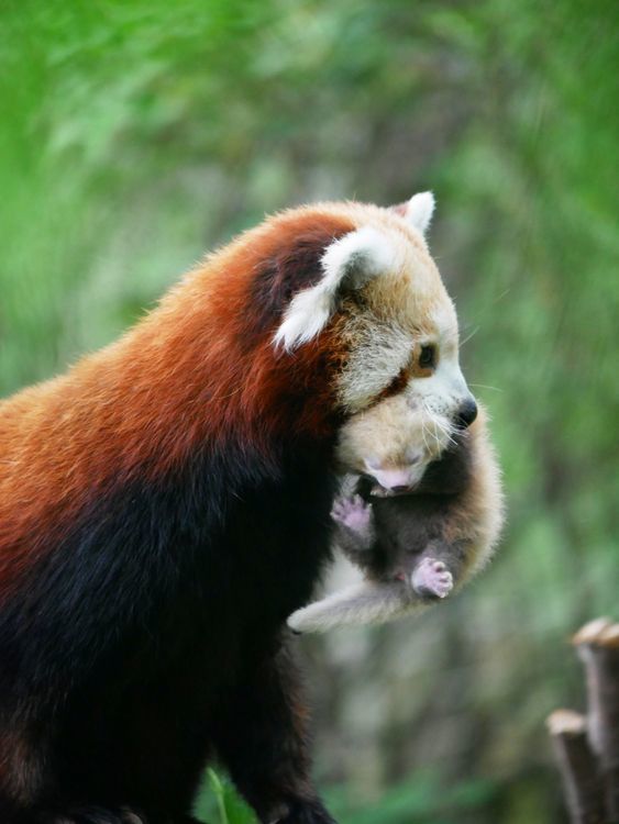 ������ ����