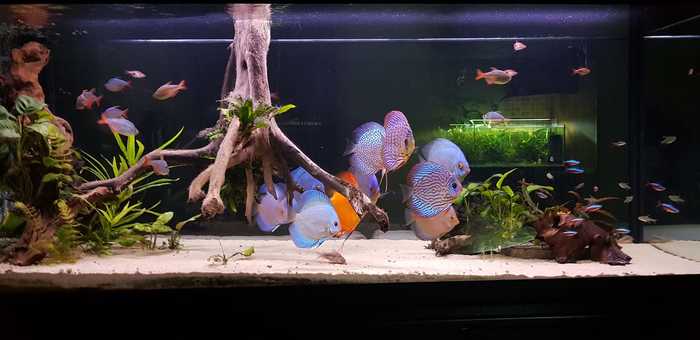 Сетап с дискусами от Ivica Paravi