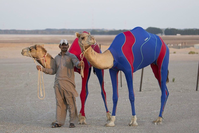 sports camels - Camels, Fashion, Desert, 