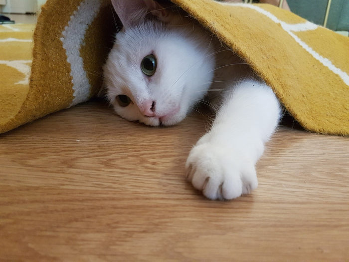 &quot;, ,   &quot;