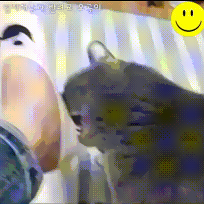 Tired? Let's help! - GIF, Hostess, cat, Socks, Catomafia