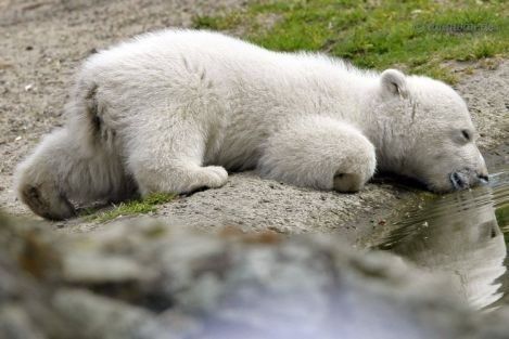 ���� �������