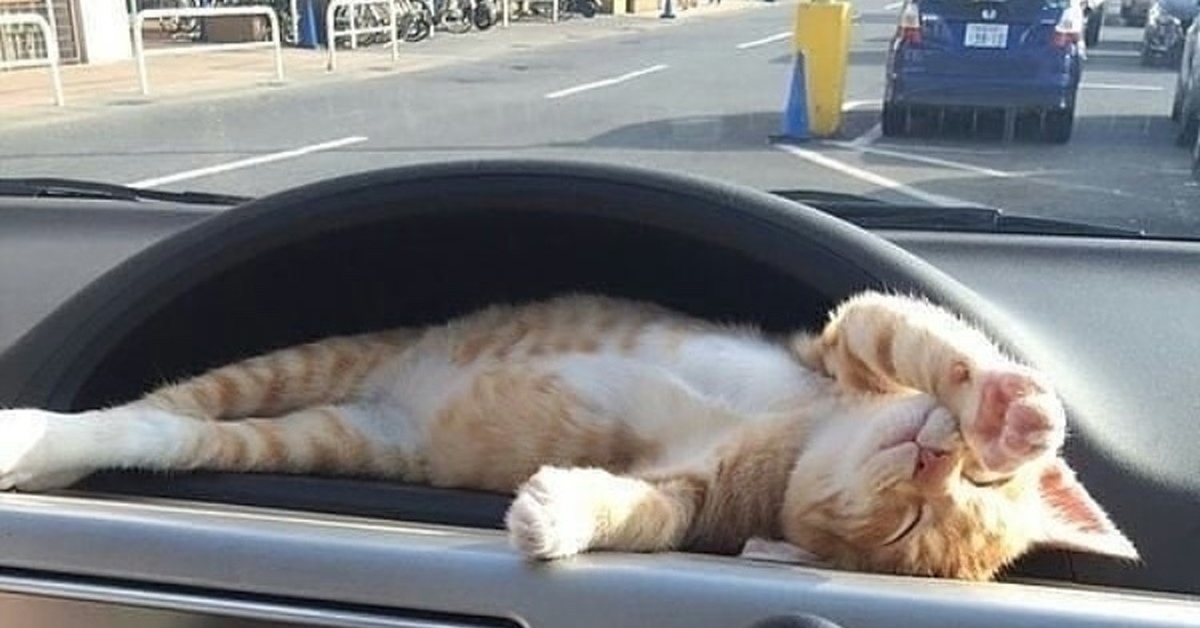 Кот на торпеде автомобиля