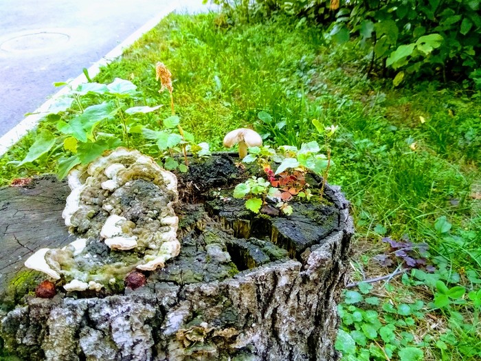The stump blossomed - My, The photo, Stump, Miniature