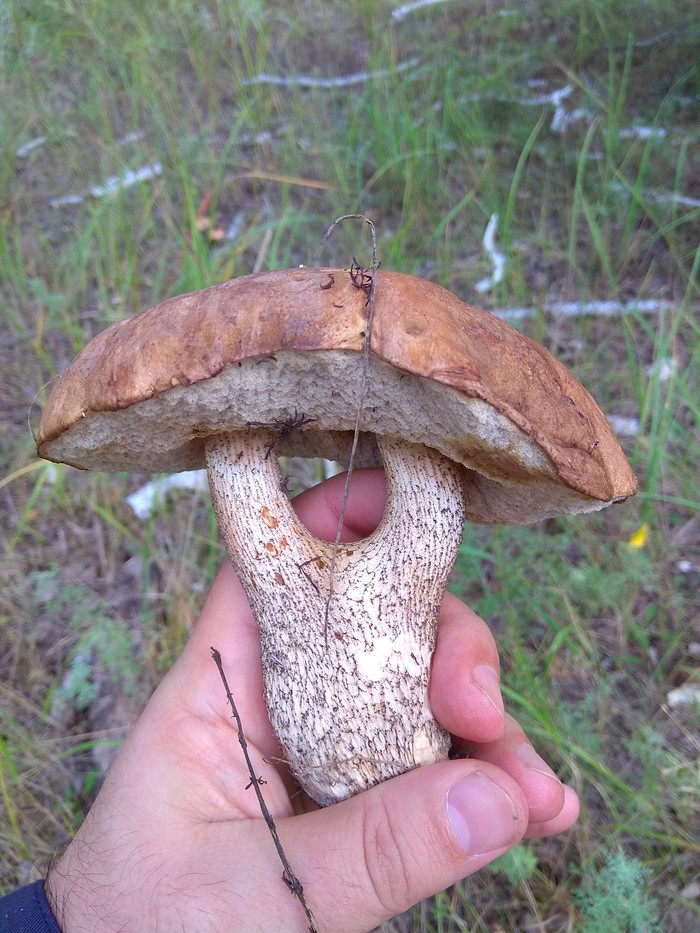 Mushrooms - Longpost, Karasuk, Novosibirsk region, Mushrooms, My