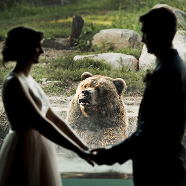 Woman, how could you trade me for this dude? - The photo, Wedding, Zoo, The Bears, , Reddit, Disapproval