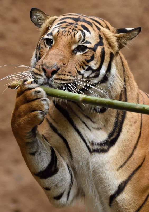 Where to blow? - The photo, Tiger, cat