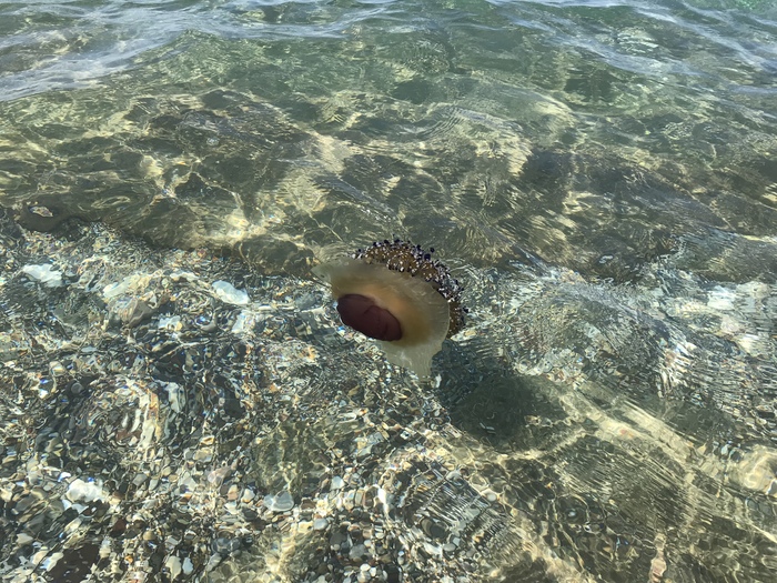 jellyfish kotilorhiza - My, Jellyfish, Travels, Greece, Ionian Sea, Longpost