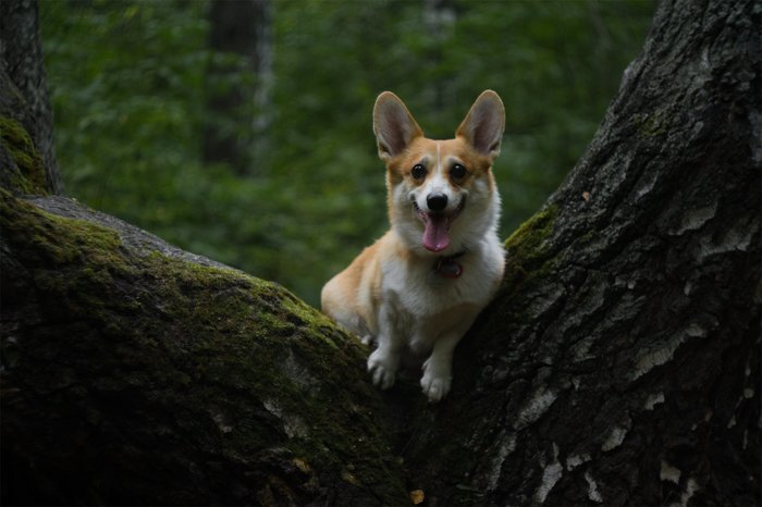 Corgi on Fridays, the last day of summer - My, The photo, Dog, Corgi, Longpost