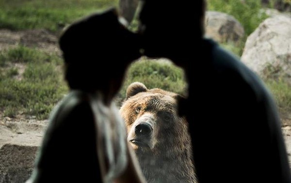 Emotional bear got into wedding photos - The Bears, Wedding, Emotions