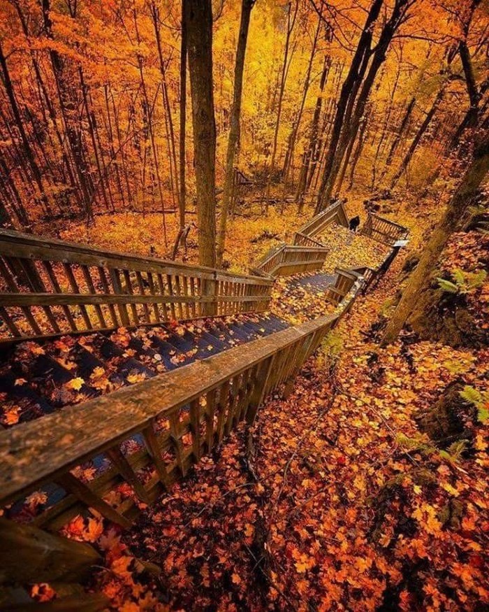 Staircase in autumn - Seasons, Stairs, Forest, Autumn, Mobile photography, Nature