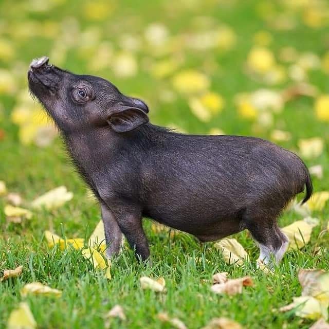 Super Micropig Oink. - My, Mini Pig, Piggy, Milota, Tenderness, Oink, Piggy, Pig, Khrundel, Longpost