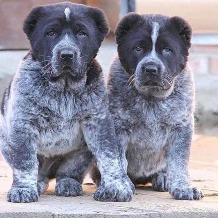 Двое из ларца.