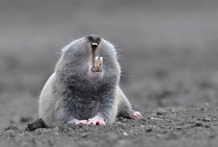 Saber-toothed hamster - Hamster, Milota, The photo, Animals, Alexey Makeev