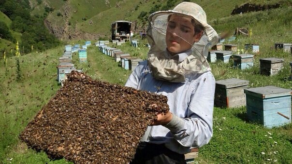 Dagestan beekeeper. - Beekeeping, Bees, Dagestan, Work, Сельское хозяйство, Caucasus, Russia