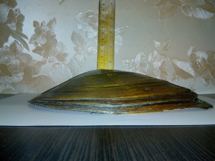 Речные монстры. Река, Ракушки, Астрахань, Длиннопост, Перловица, Река Волга