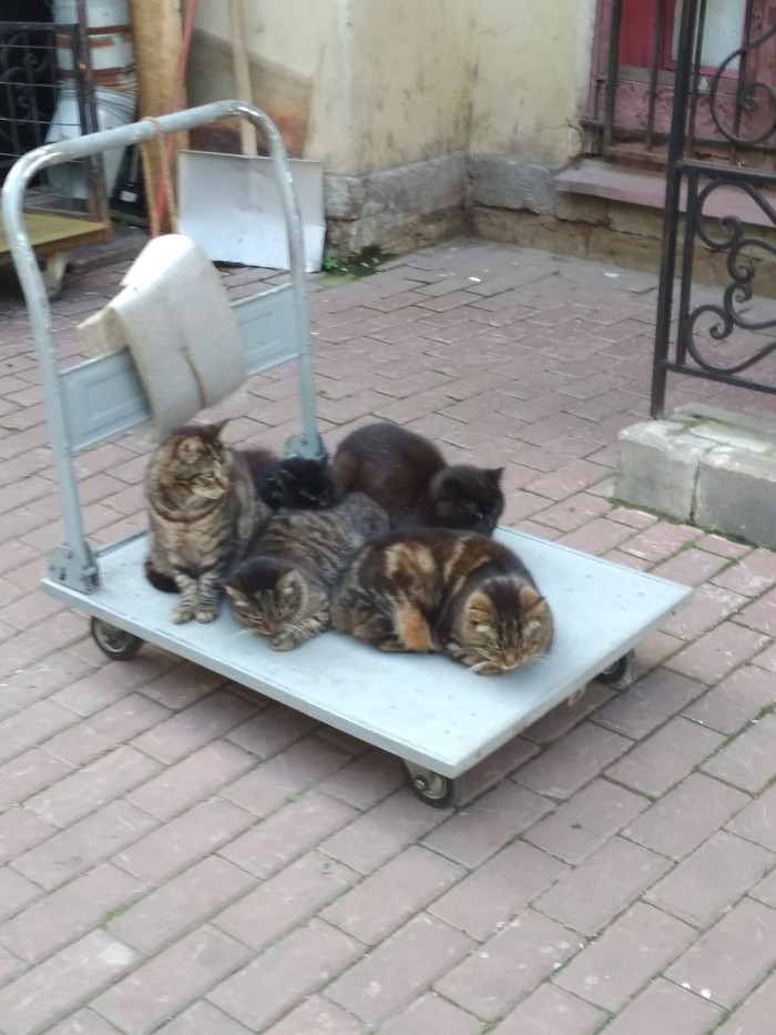 ��������� ����