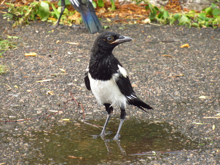little magpies - My, Magpie, Cell, Birds, After the rain, The park, Longpost