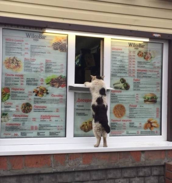 No vegetables, more meat please - cat, Fast food, Kiosk, Feeding, Funny