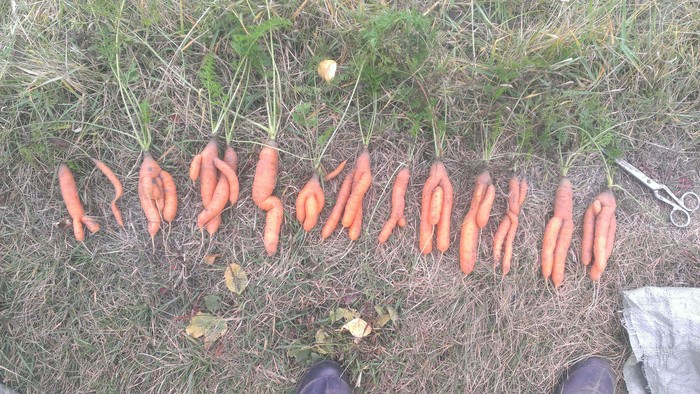 Love carrot - My, Harvest, , Carrot