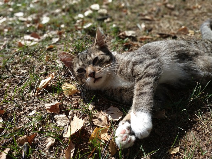 Autumn cat in your feed. - cat, Catomafia, Autumn, Paws, Longpost