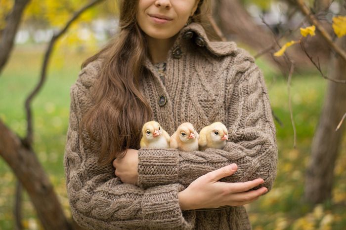 felted chickens - My, Chickens, Dry felting, Birds, Needlework without process, , Longpost