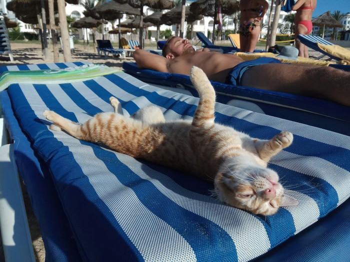 Cats also pup - My, Vacation, Tunisia, Hammamet, cat, Beach, The sun, Tan
