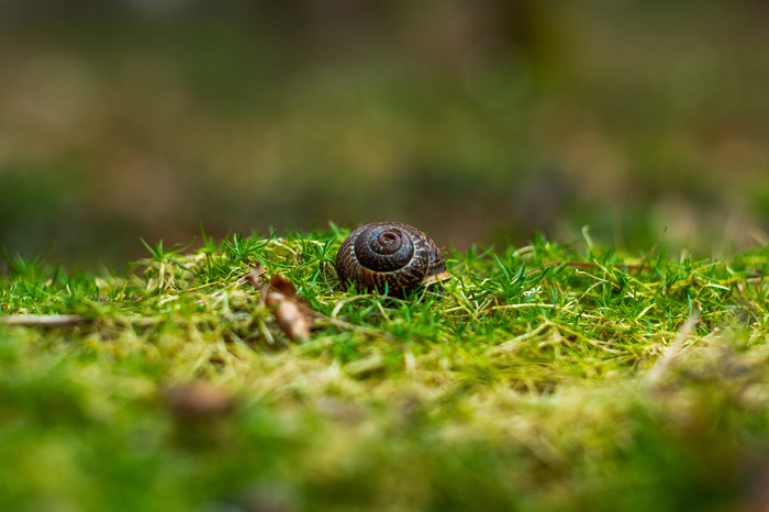 Snail! - My, The photo, Snail, Canon, Canon 650d, Helios, Nature, Animals, Sestroretsk, Longpost, Helios