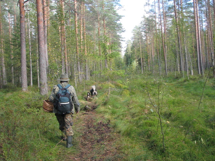 For mushrooms! - My, The photo, Photo on sneaker, Dog, Dogs and people, Mushrooms, Forest, Mum, Longpost