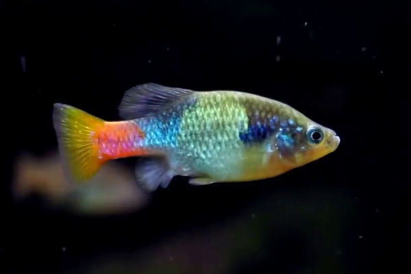 Ксенотока краснохвостая - редкая живородка