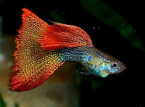 What cool guppies! - Aquarium fish, Guppy, Longpost