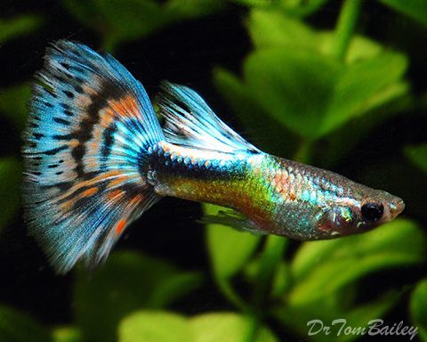 What cool guppies! - Aquarium fish, Guppy, Longpost