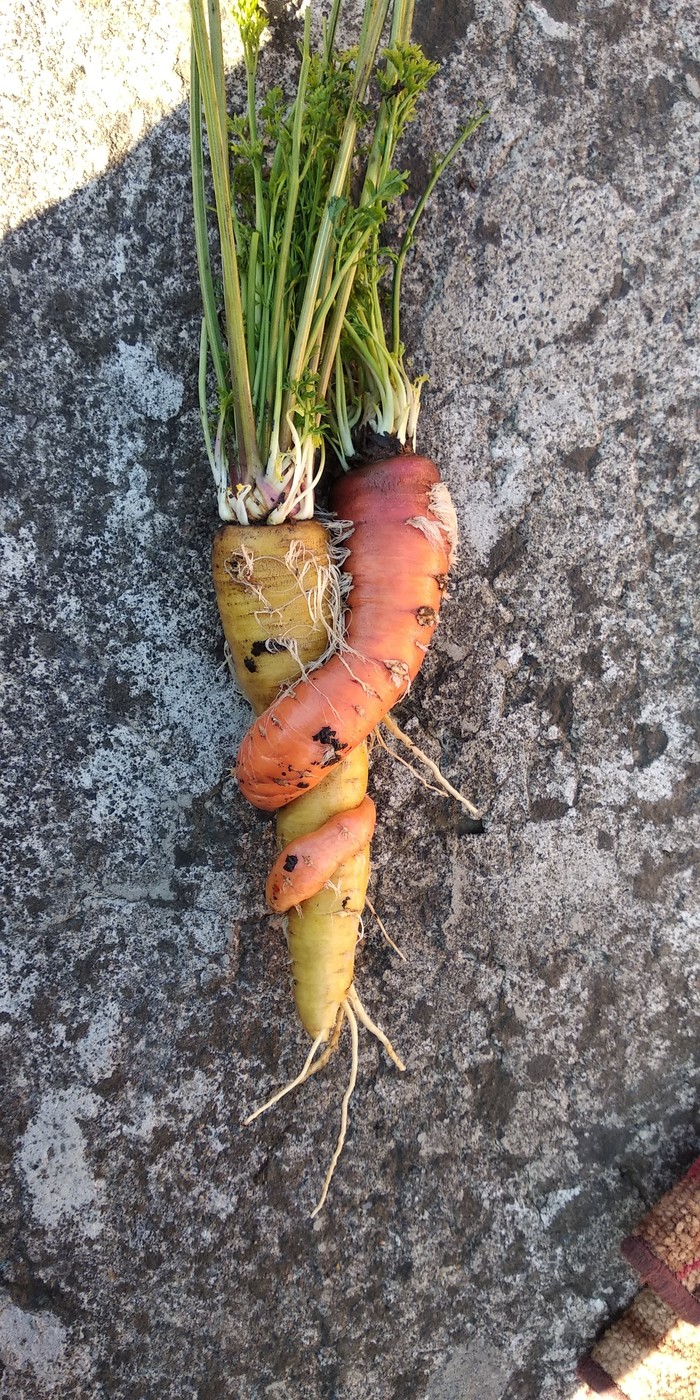 - , , 