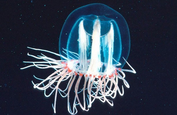 immortal beings on earth - Jellyfish, Immortality, Another form of life