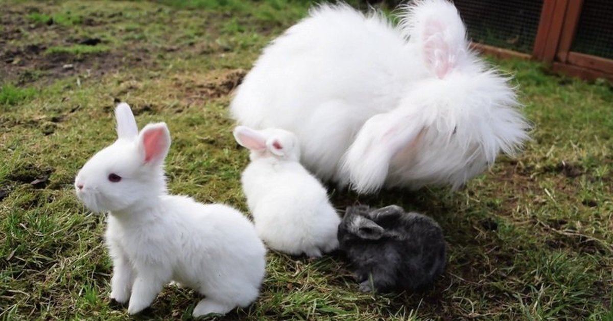 Где сейчас кролики. Ангорский пуховой кролик. Ангорский карликовый кролик. Ангорская порода кроликов. Ангорская пуховая порода кроликов.
