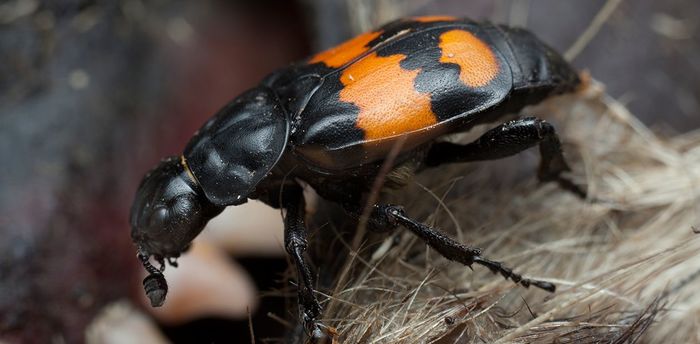 Experiments with gravedigger beetles have shown that parental care is not always good for children. - Insects, Жуки, , Care, Animal behavior