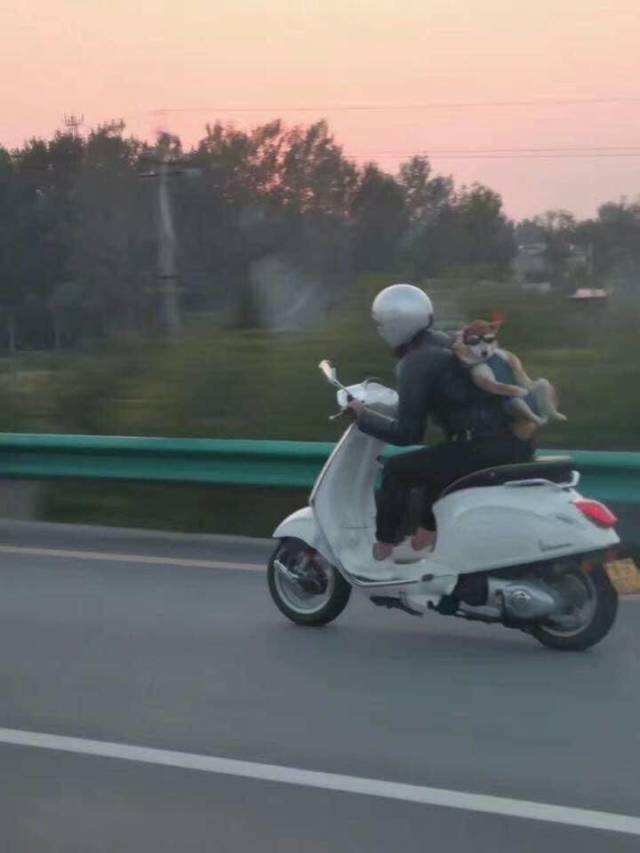 Friends are always together - Scooter, Dog, , Drive, Together, Funny