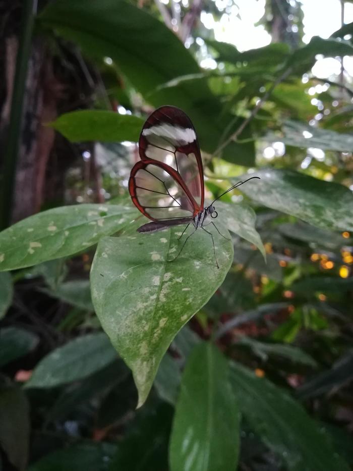 Transparent butterfly - Butterfly, Amazon, 