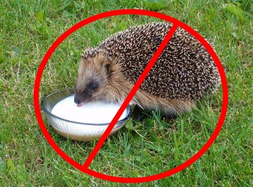 Don't give milk to hedgehogs! - Hedgehog, , Zoology