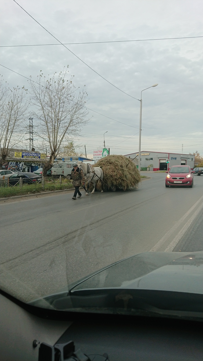 Omsk, 1 horsepower. - Omsk, Horses