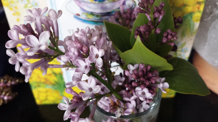 Lilac blossomed in the Belgorod region. - My, Lawlessness, , Lilac