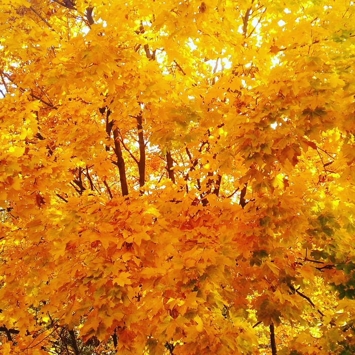 Autumn is burning outside the window - My, Autumn, View from the window, Nature