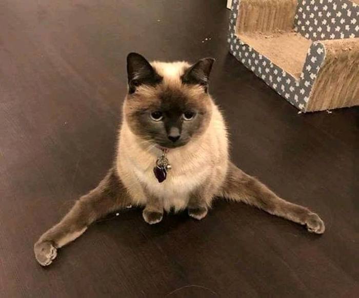 Stretching - cat, , Stretching, Handsome men