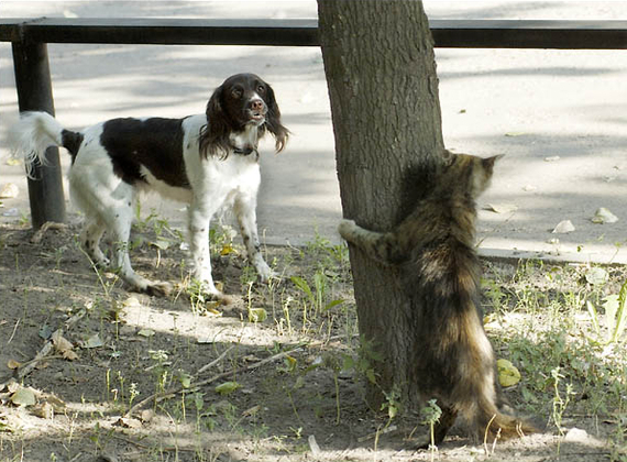 Hide and seek - Dog, Catomafia, cat