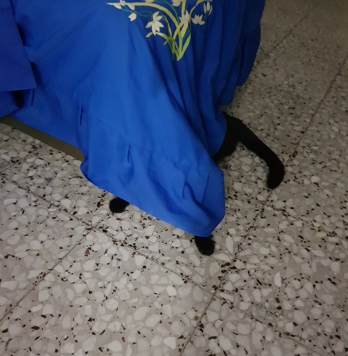 Master of disguise - My, Catomafia, cat