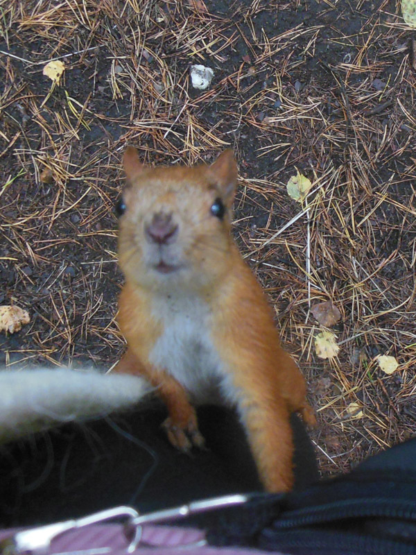 beggar in the park - Squirrel, Beggars, Forest, Animals, Longpost