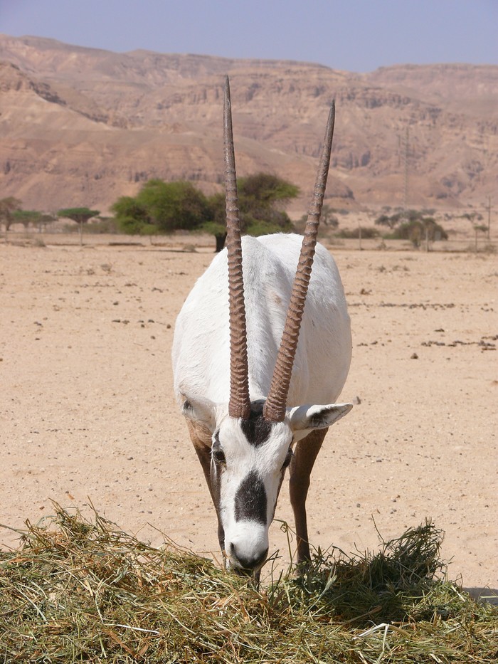 White oryx | Why are zoos needed? - My, Wild land, Wild animals, Animals, Zoo, Interesting, Nature, Animal protection, Longpost